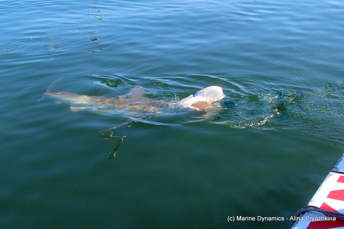 Bronze whaler Gansbaai South africa