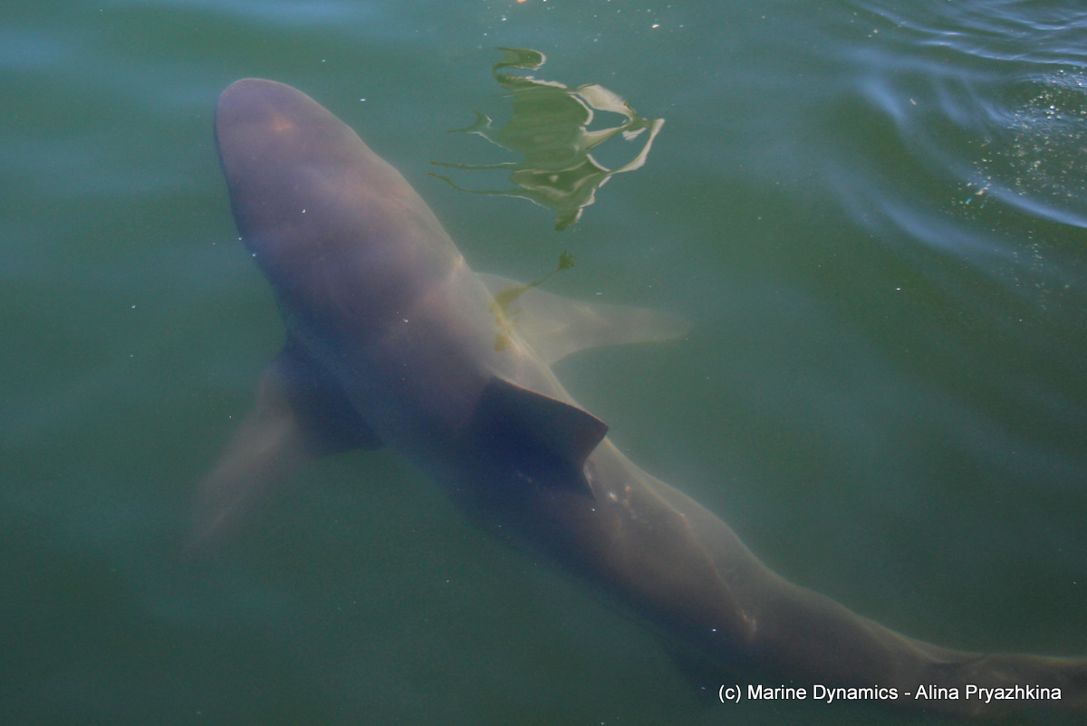 Bronze whaler, GAnsbaai, South Africa