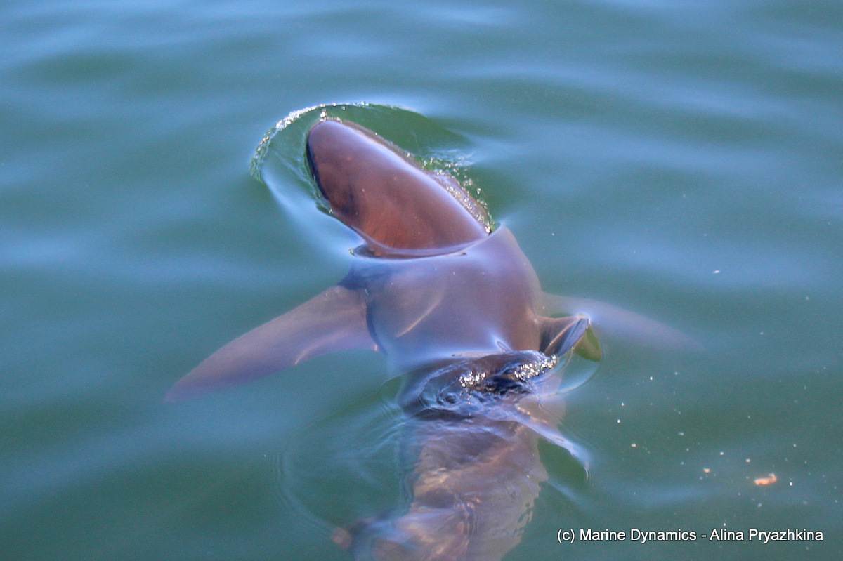 Bronze whaler Gansbaai South Africa