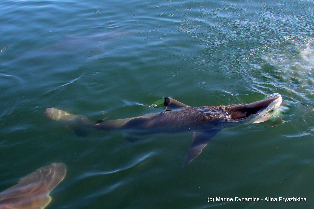 Bronze whaler, Gansbaai, South Africa