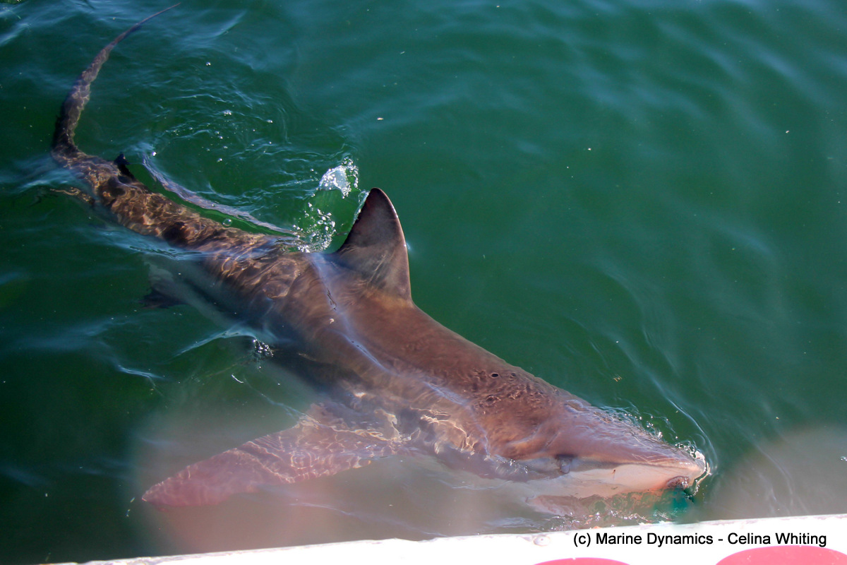 Bronze whaler, Gansbaai, South africa