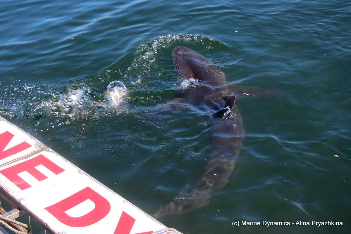 Bronze whaler Gansbaai South Africa