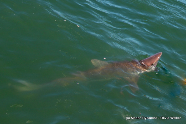 Bronze whaler, gansbaai, south africa