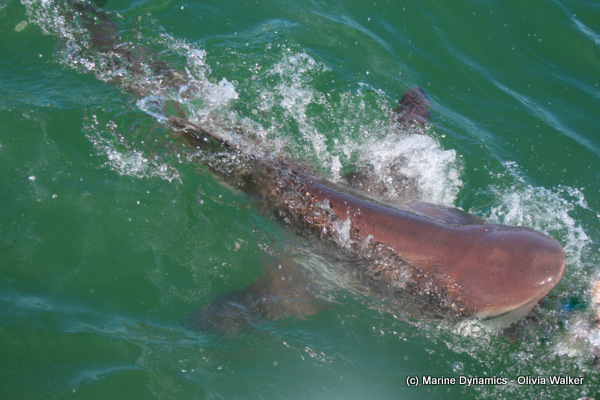 Bronze whaler, gansbaai, south africa