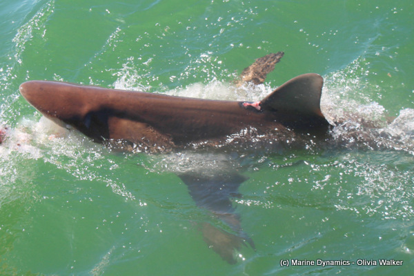 Bronze whaler, gansbaai, south africa