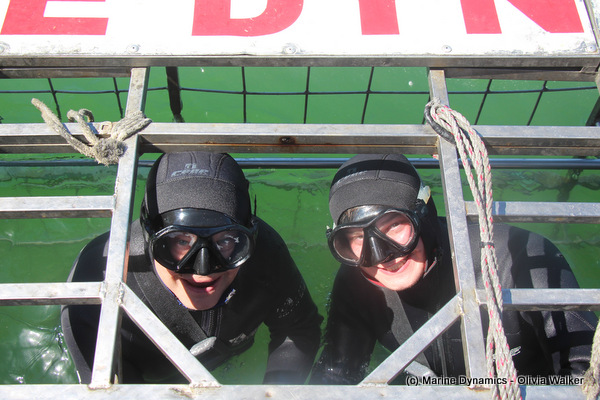 shark cage diving