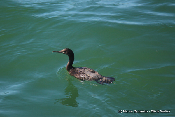 Cape cormorant