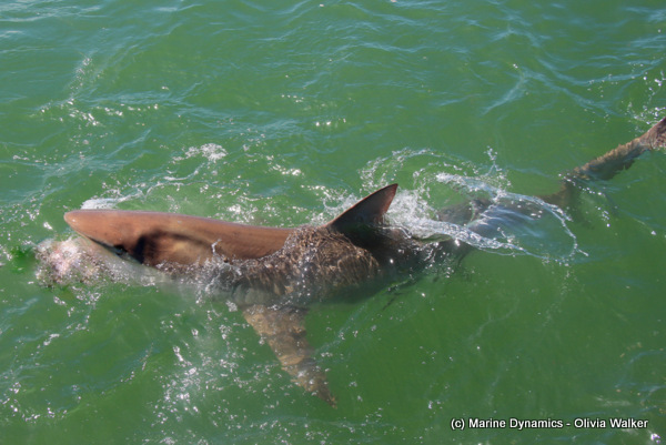 Bronze whaler