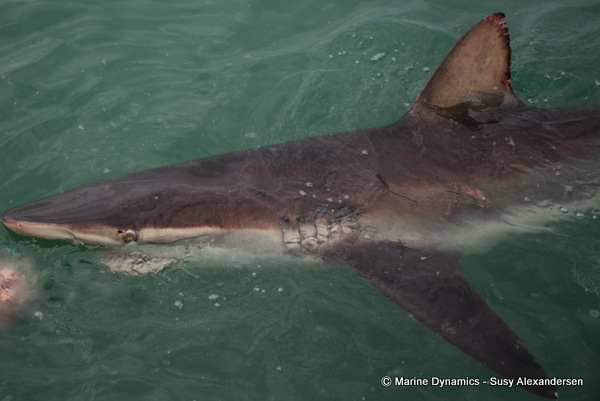 Bronze whaler shark
