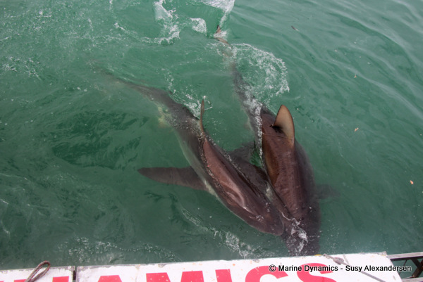 Bronze whaler shark