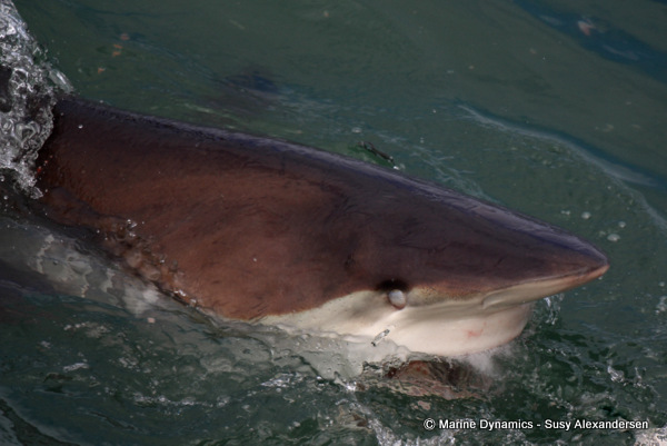 Bronze whaler shark