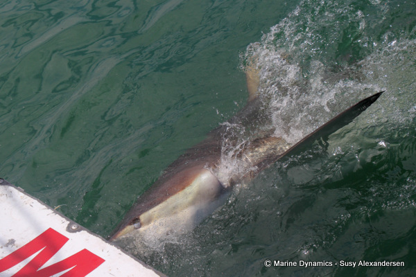 Bronze whaler shark