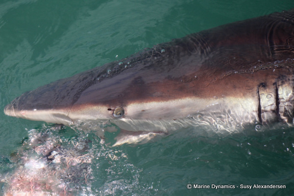 Bronze whaler shark