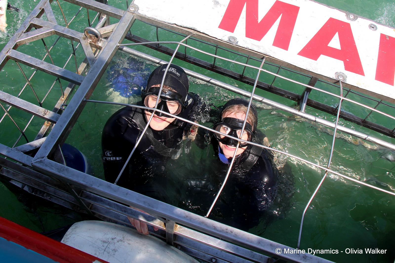 Shark cage diving