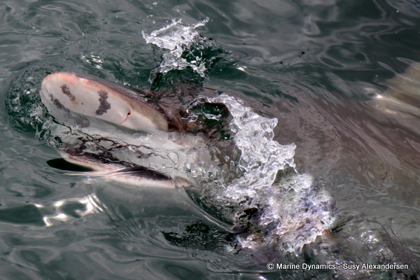 Bronze whaler shark