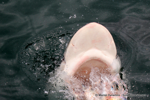 Bronze whaler shark