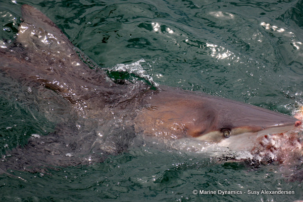 Bronze whaler shark