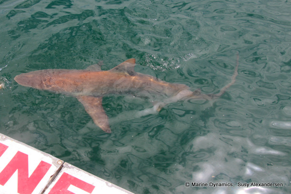 Bronze whaler shark