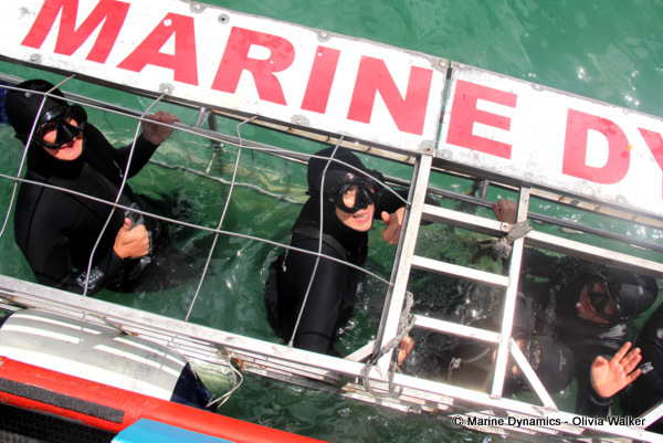 Shark Cage Diving