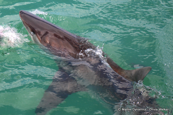Bronze Whaler sharks