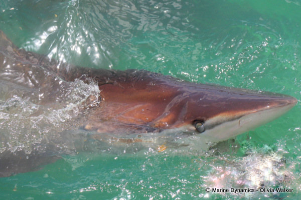 Bronze Whaler sharks
