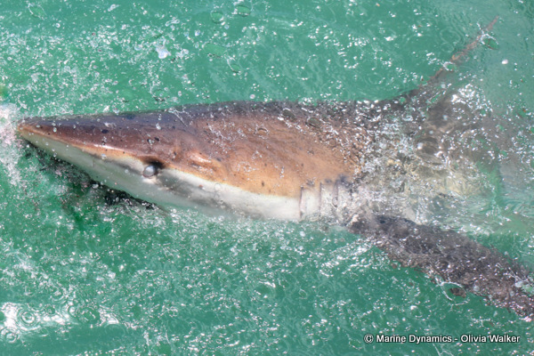 Bronze Whaler sharks