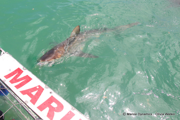 Bronze Whaler sharks