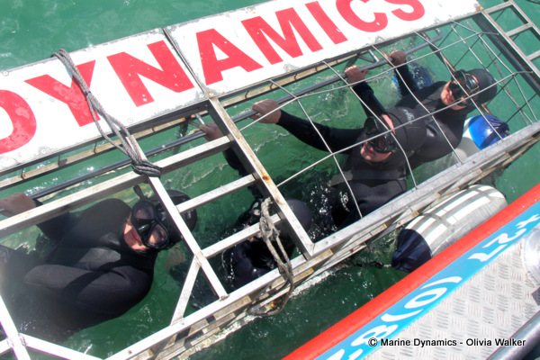 Shark Cage Diving
