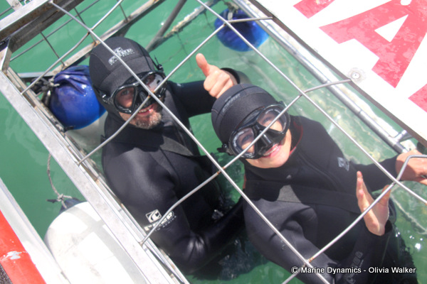 Shark Cage Diving