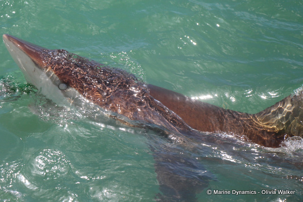 Bronze Whaler sharks