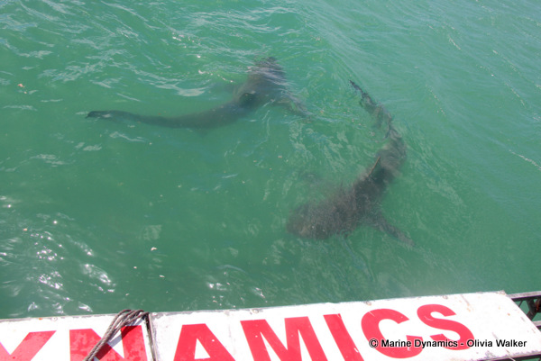Bronze Whaler sharks