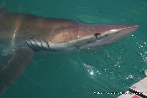 Bronze whaler shark