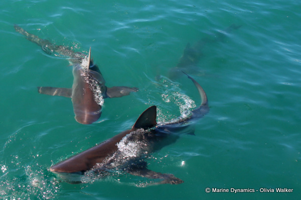 Bronze Whaler sharks, South Africa