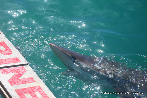 Bronze Whaler sharks, South Africa
