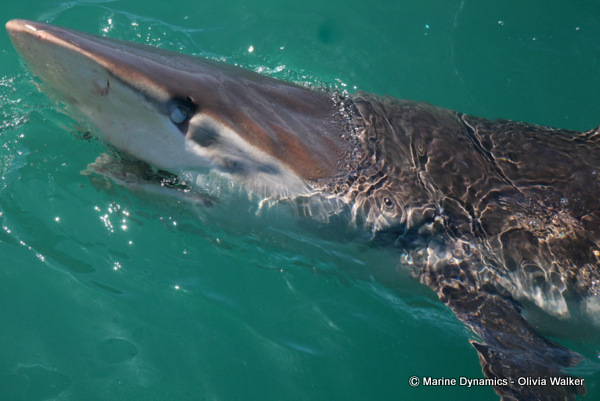 Bronze Whaler sharks, South Africa