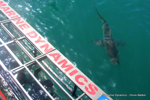 Bronze Whaler sharks, South Africa
