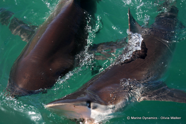 Bronze Whaler sharks, South Africa