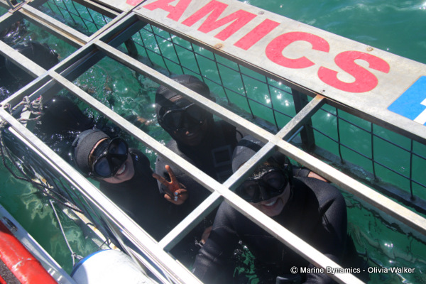 shark cage diving, South Africa