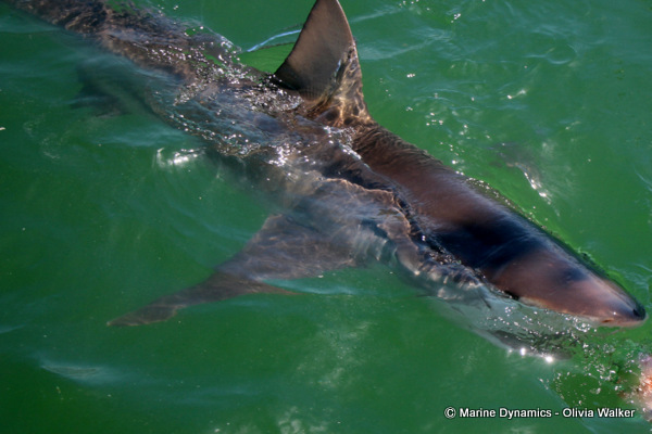 Bronze whaler shark