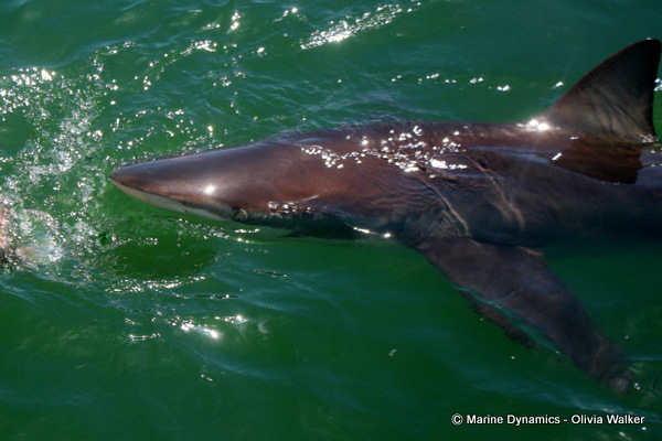 Bronze whaler shark