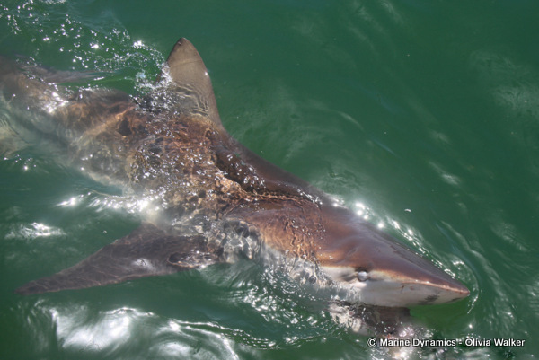Bronze whaler shark