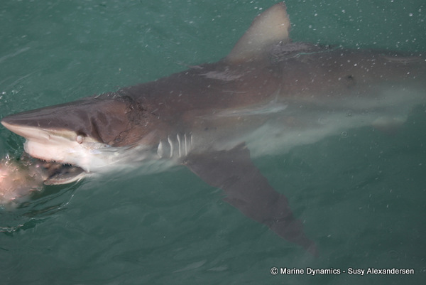 Bronze whaler shark