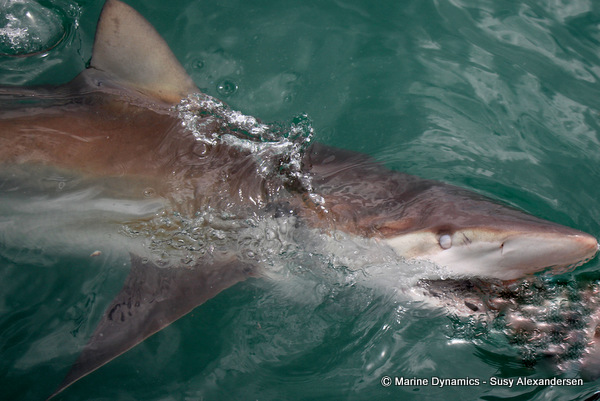 Bronze whaler shark