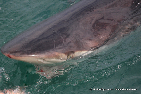 Bronze whaler shark