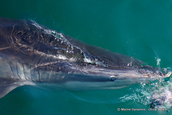 Bronze whaler shark
