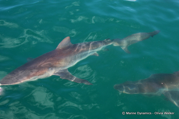 Bronze whaler shark
