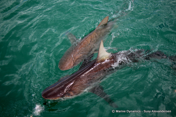 Bronze whaler shark