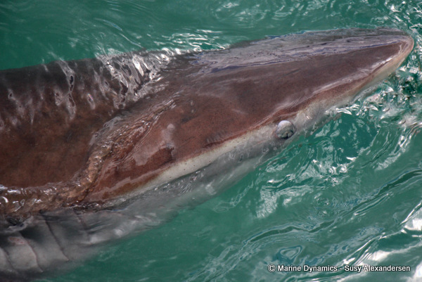 Bronze whaler shark