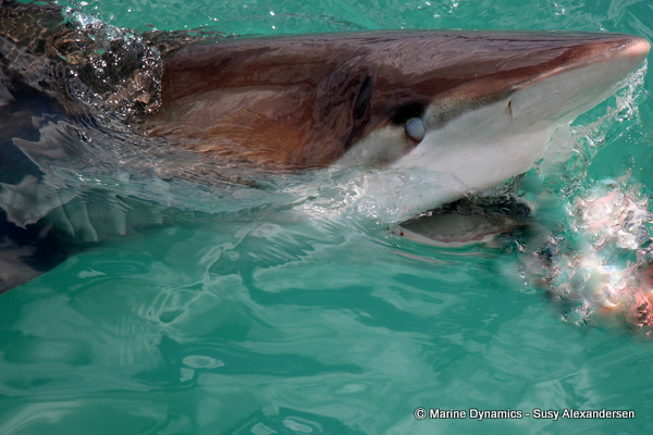 Bronze whaler shark