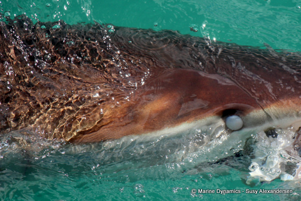 Bronze whaler shark